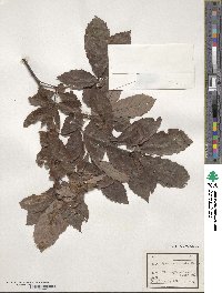 Quercus serrata image