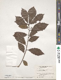 Quercus serrata image