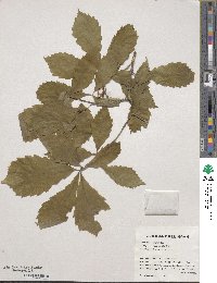 Quercus serrata image