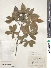 Quercus serrata image