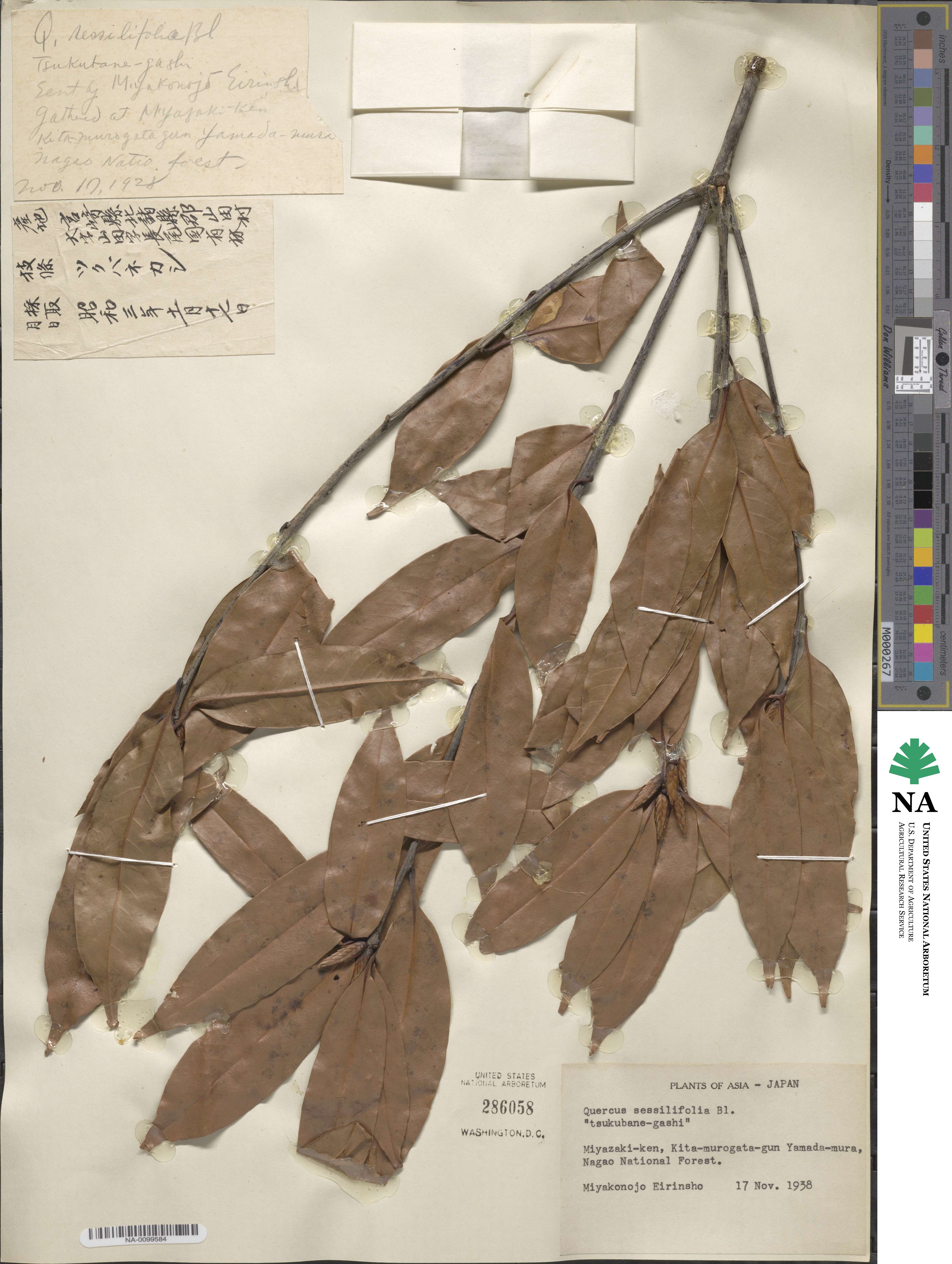 Quercus petraea subsp. petraea image