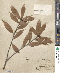 Quercus petraea subsp. petraea image