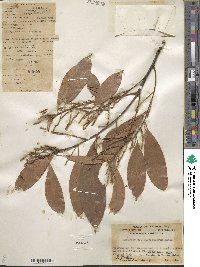 Lithocarpus silvicolarum image