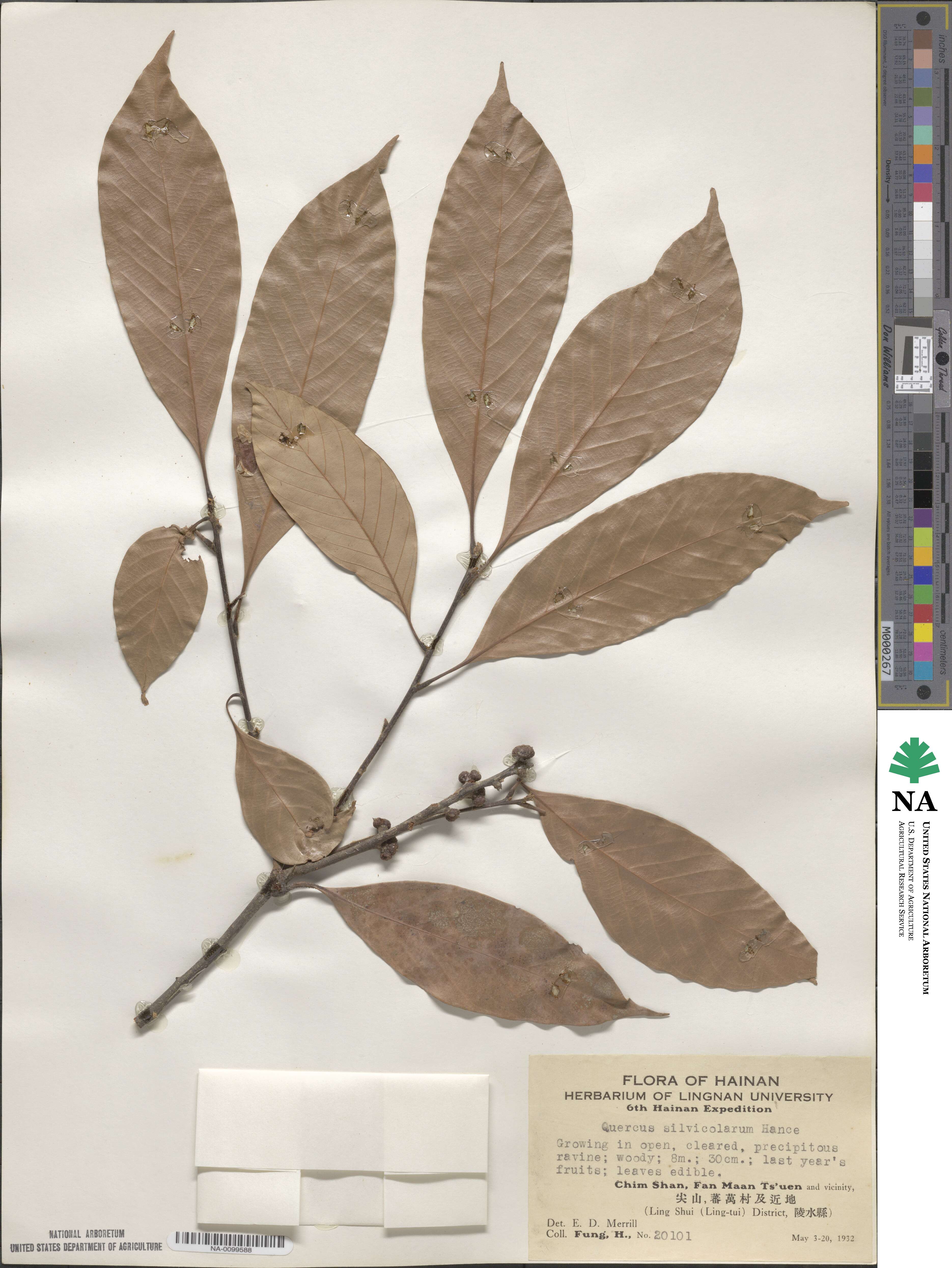 Lithocarpus silvicolarum image