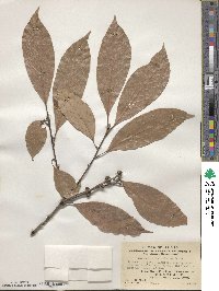 Lithocarpus silvicolarum image