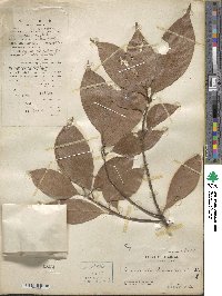 Lithocarpus silvicolarum image