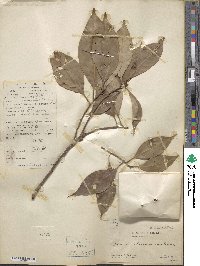 Lithocarpus silvicolarum image