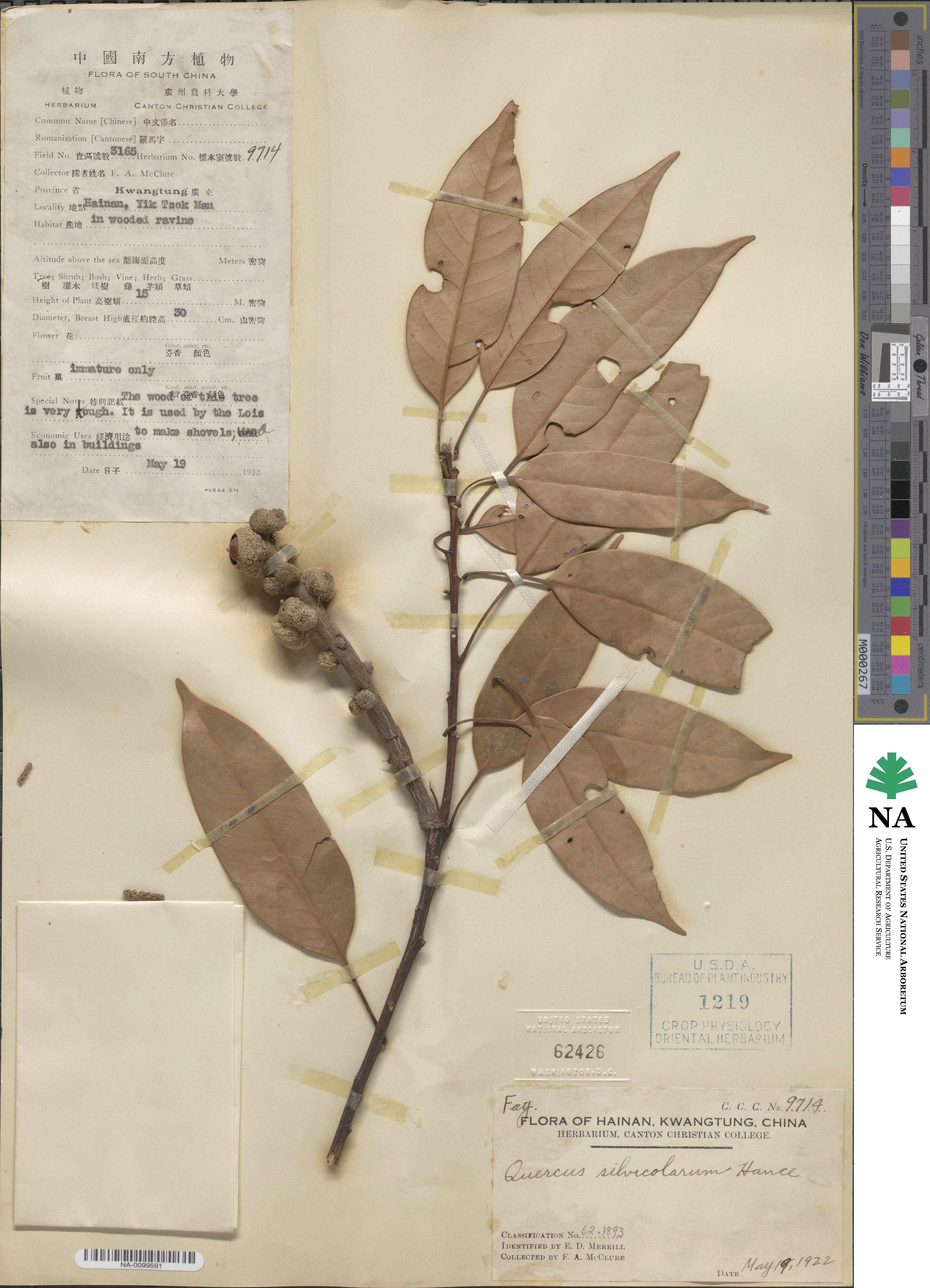 Lithocarpus silvicolarum image