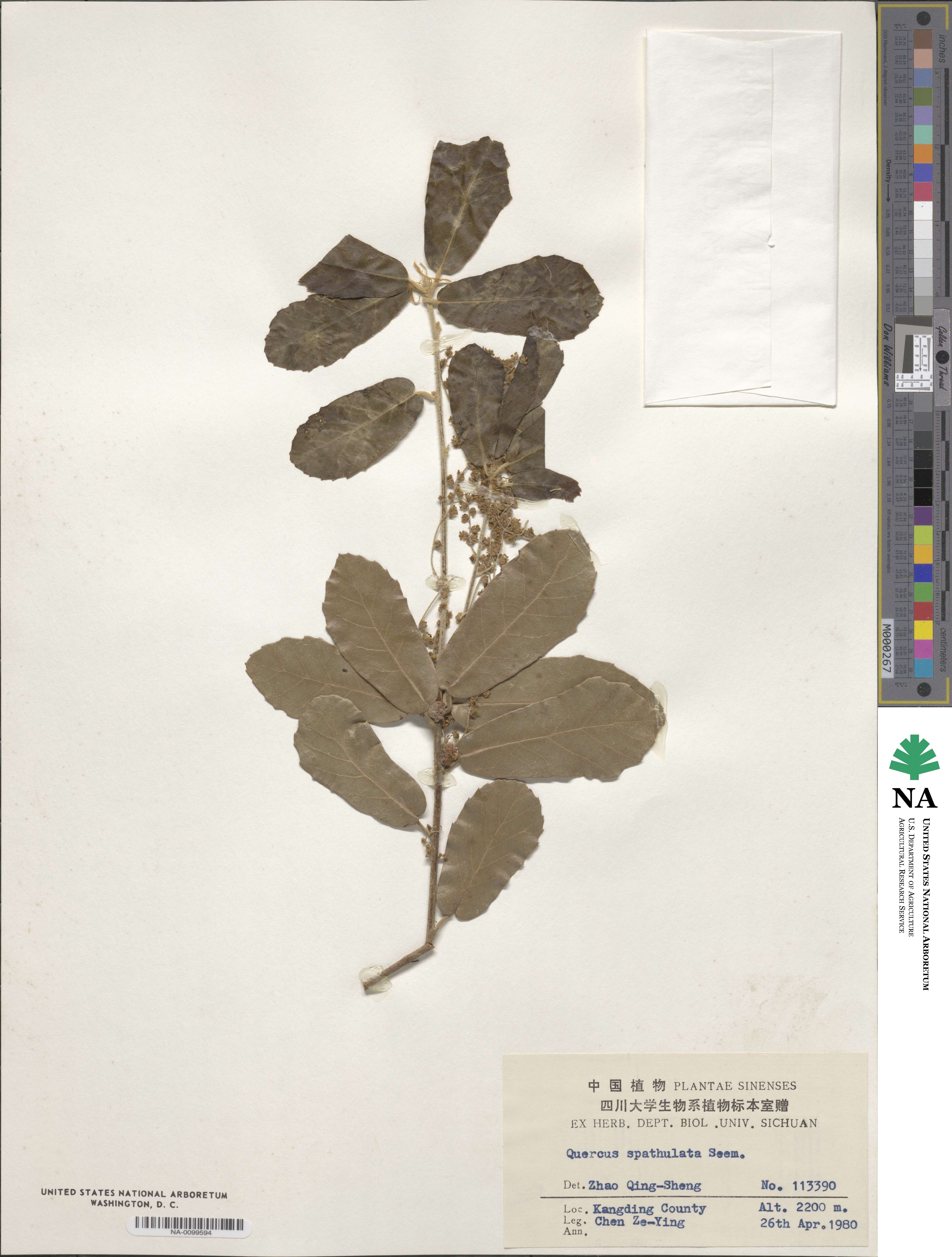 Quercus dolicholepis image