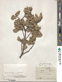 Quercus spinosa image