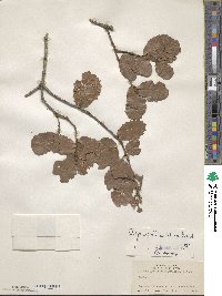 Quercus spinosa image