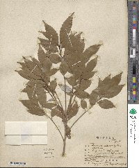 Quercus salicina image