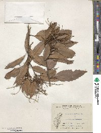 Quercus stenophylloides image