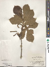 Quercus dentata subsp. stewardii image