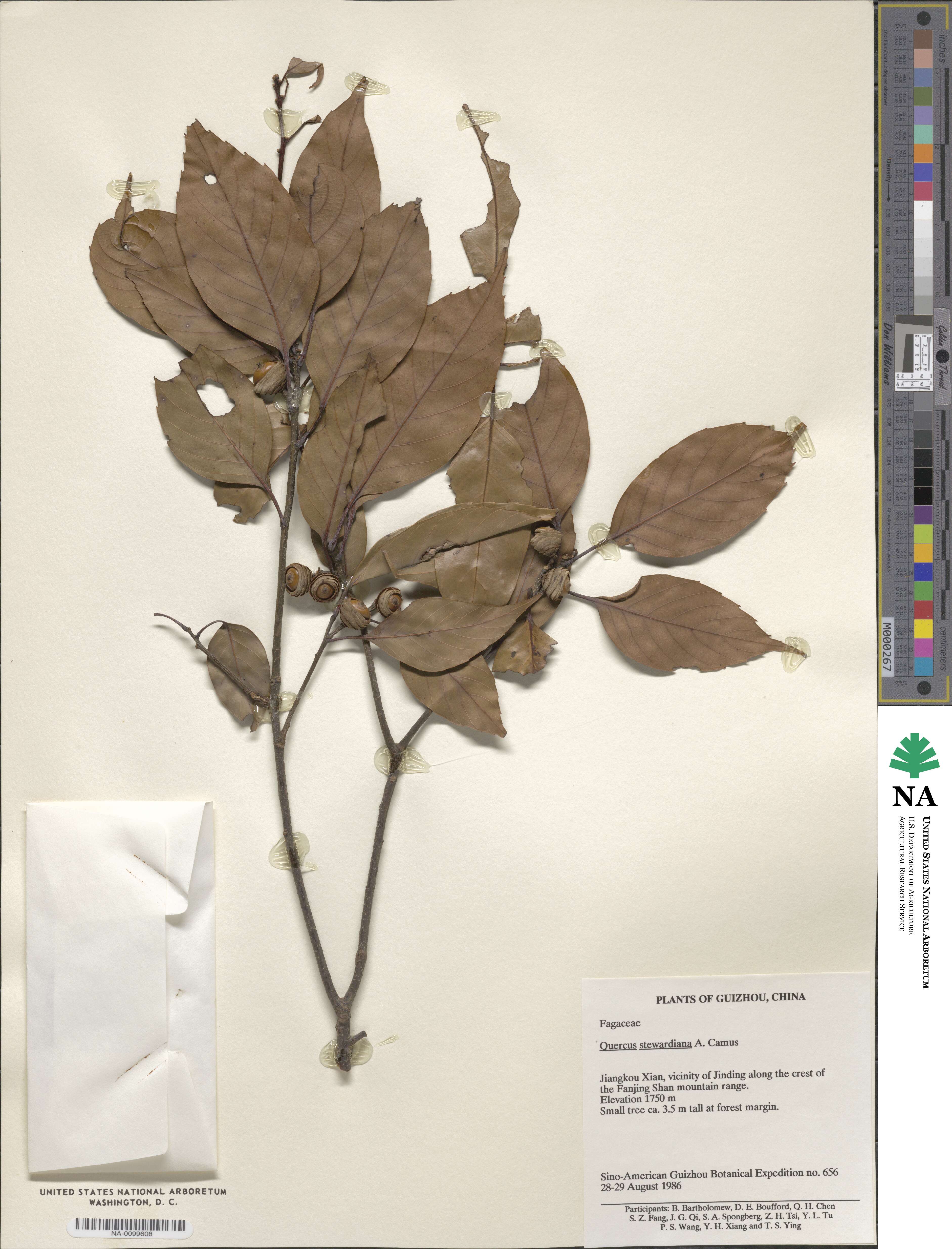 Quercus stewardiana image