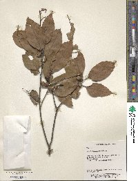 Quercus stewardiana image