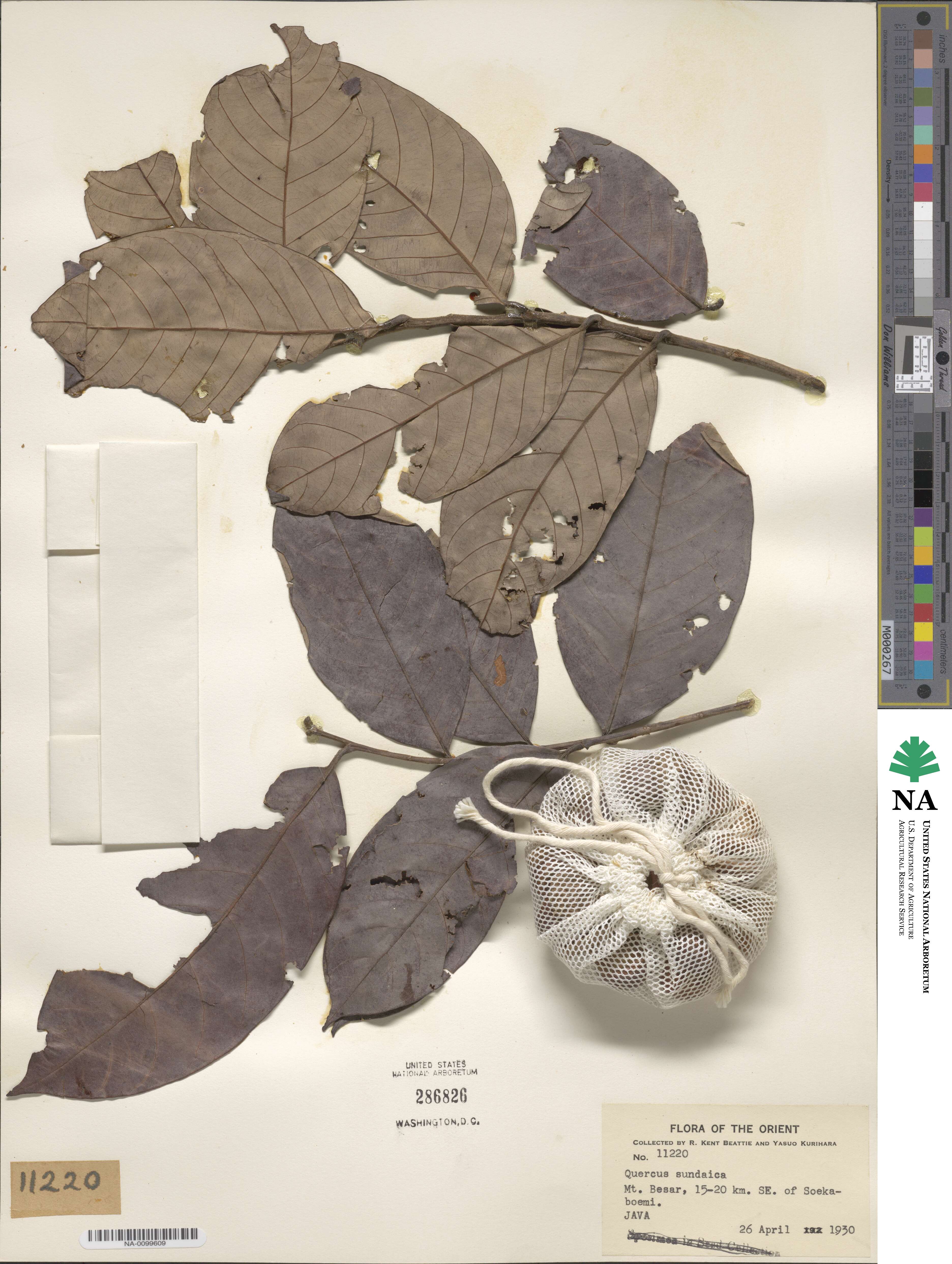 Quercus sundaica image