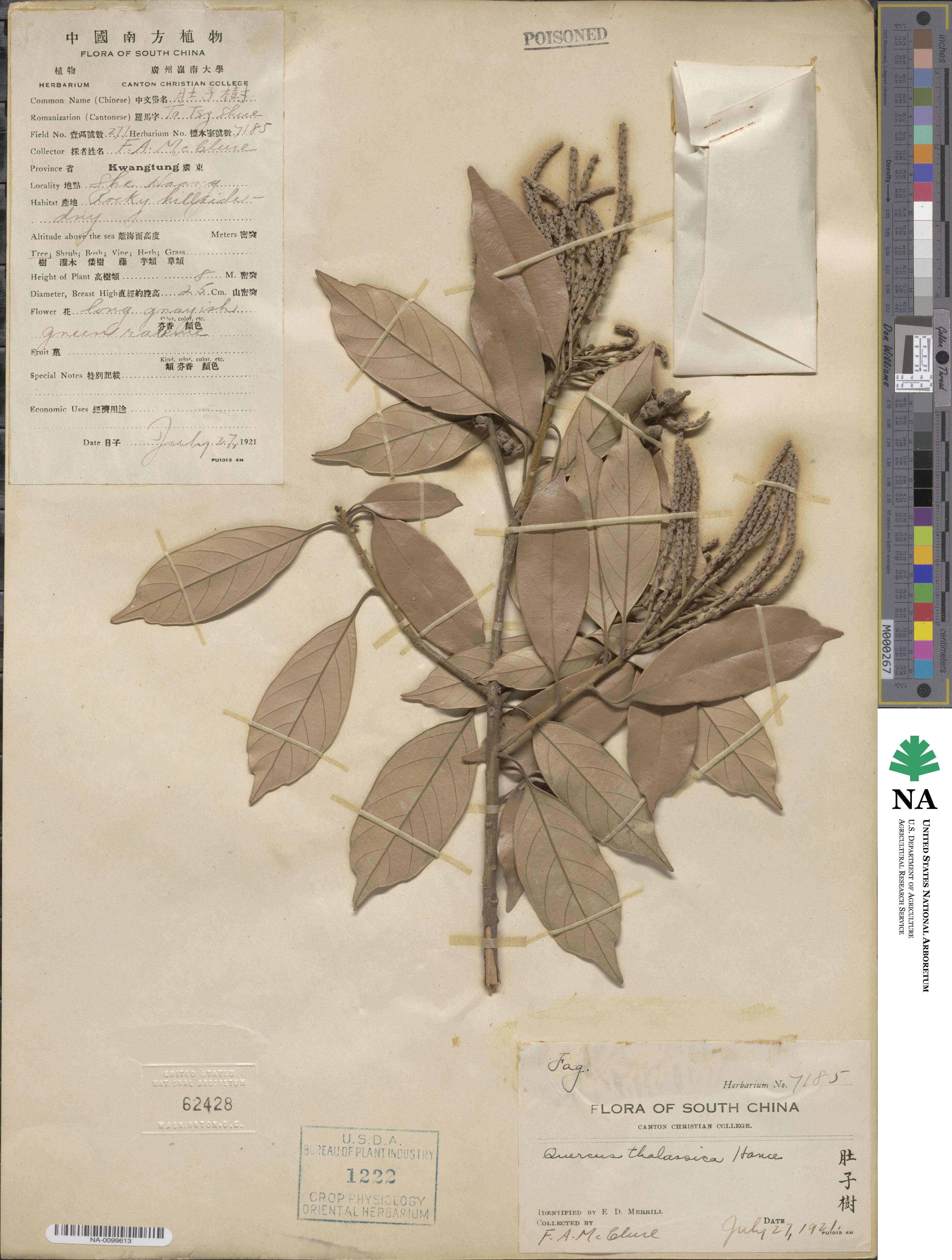 Lithocarpus glaber image