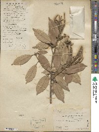 Lithocarpus glaber image