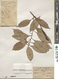 Lithocarpus glaber image