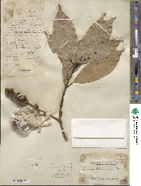 Lithocarpus glaber image