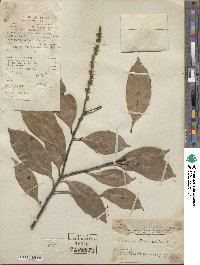 Lithocarpus glaber image