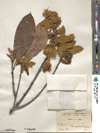 Quercus macrocalyx image