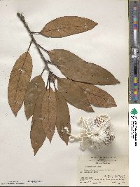 Quercus macrocalyx image