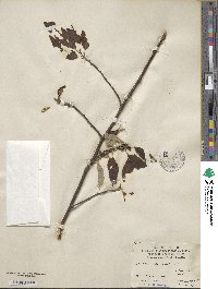 Quercus variabilis image