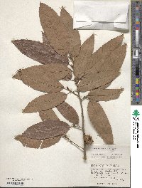 Quercus variabilis image