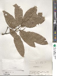 Quercus variabilis image