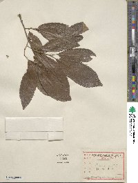 Quercus variabilis image