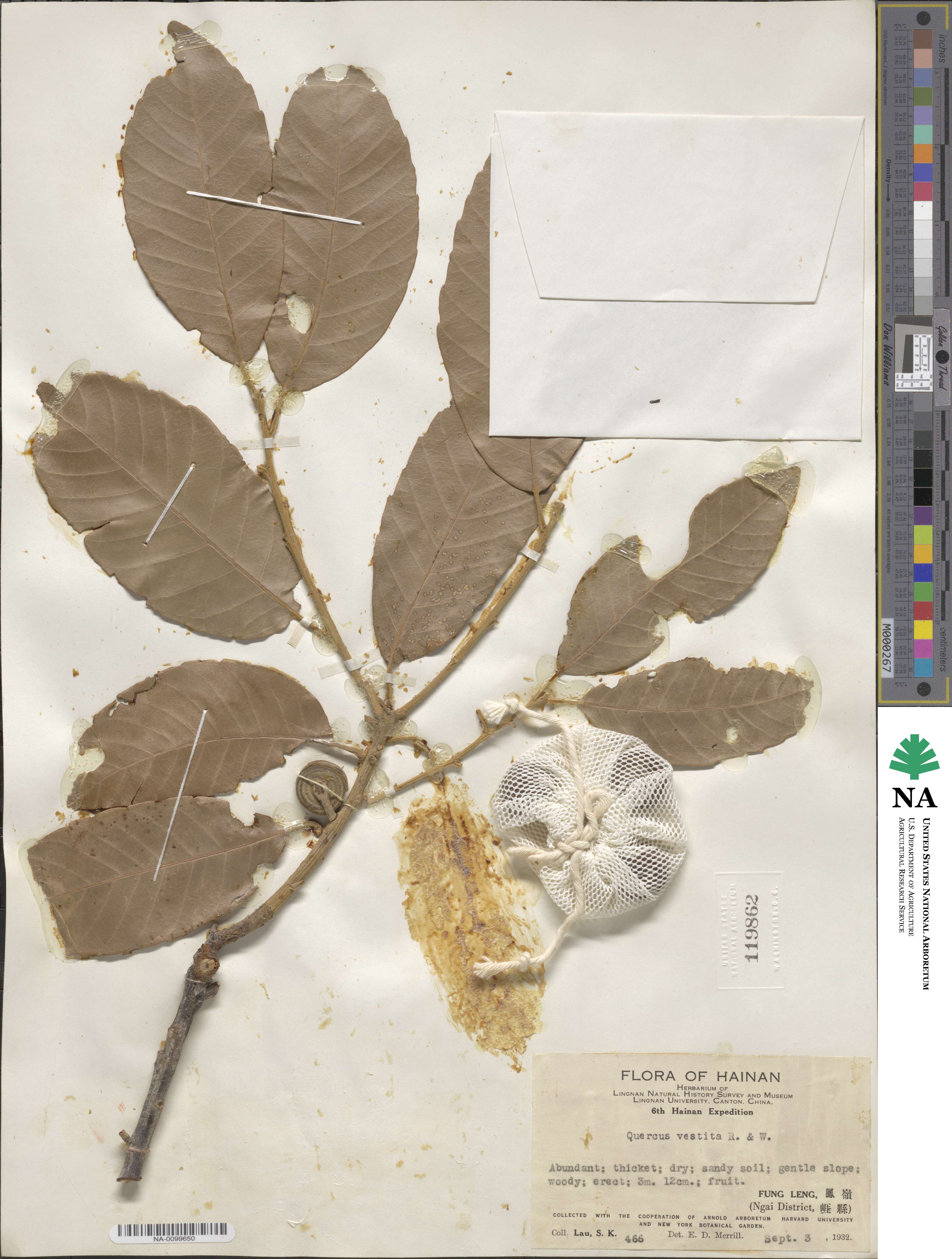 Quercus vestita image