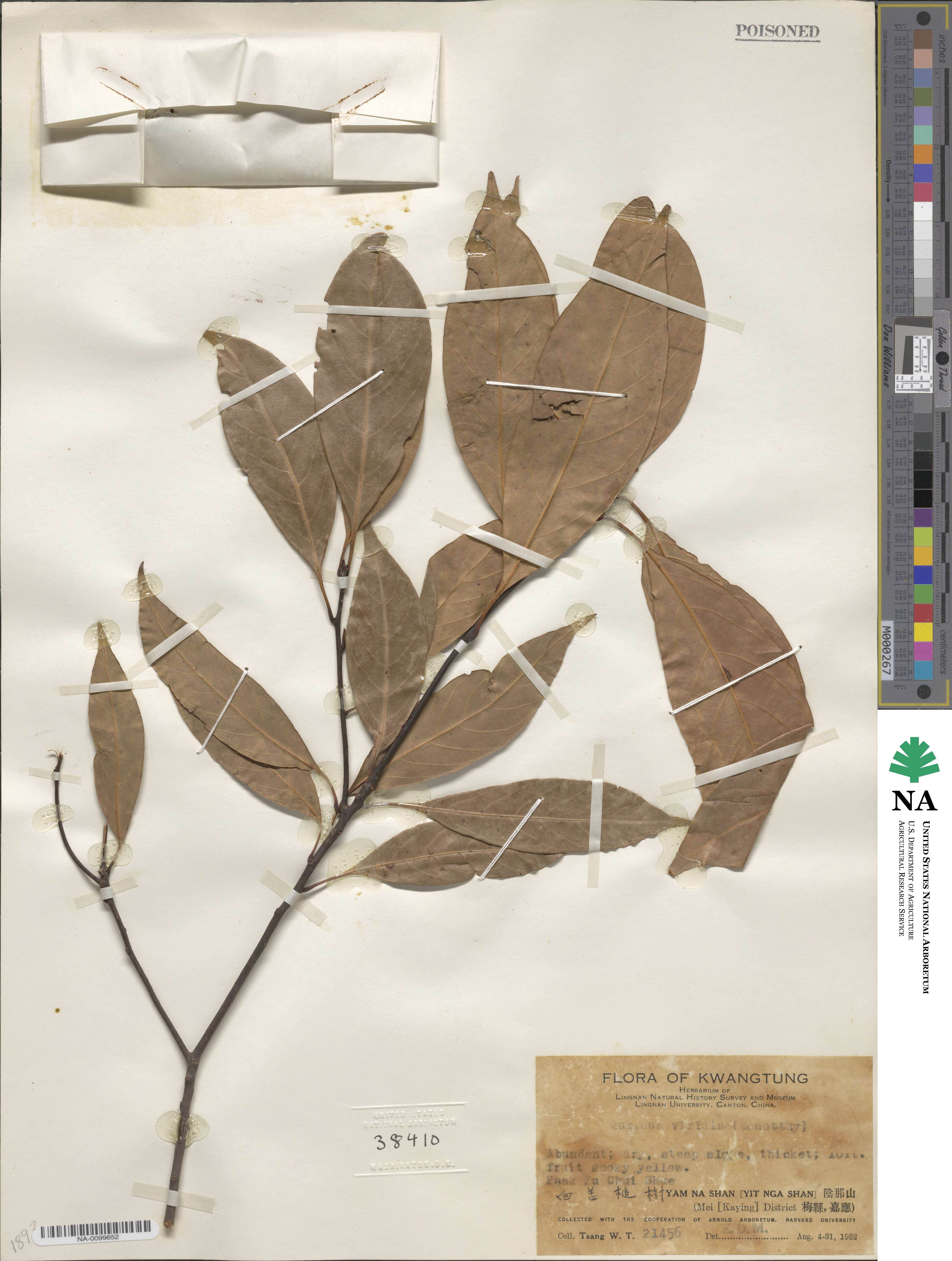 Quercus viridis image