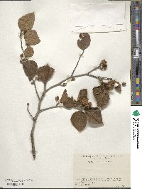 Fagus crenata image