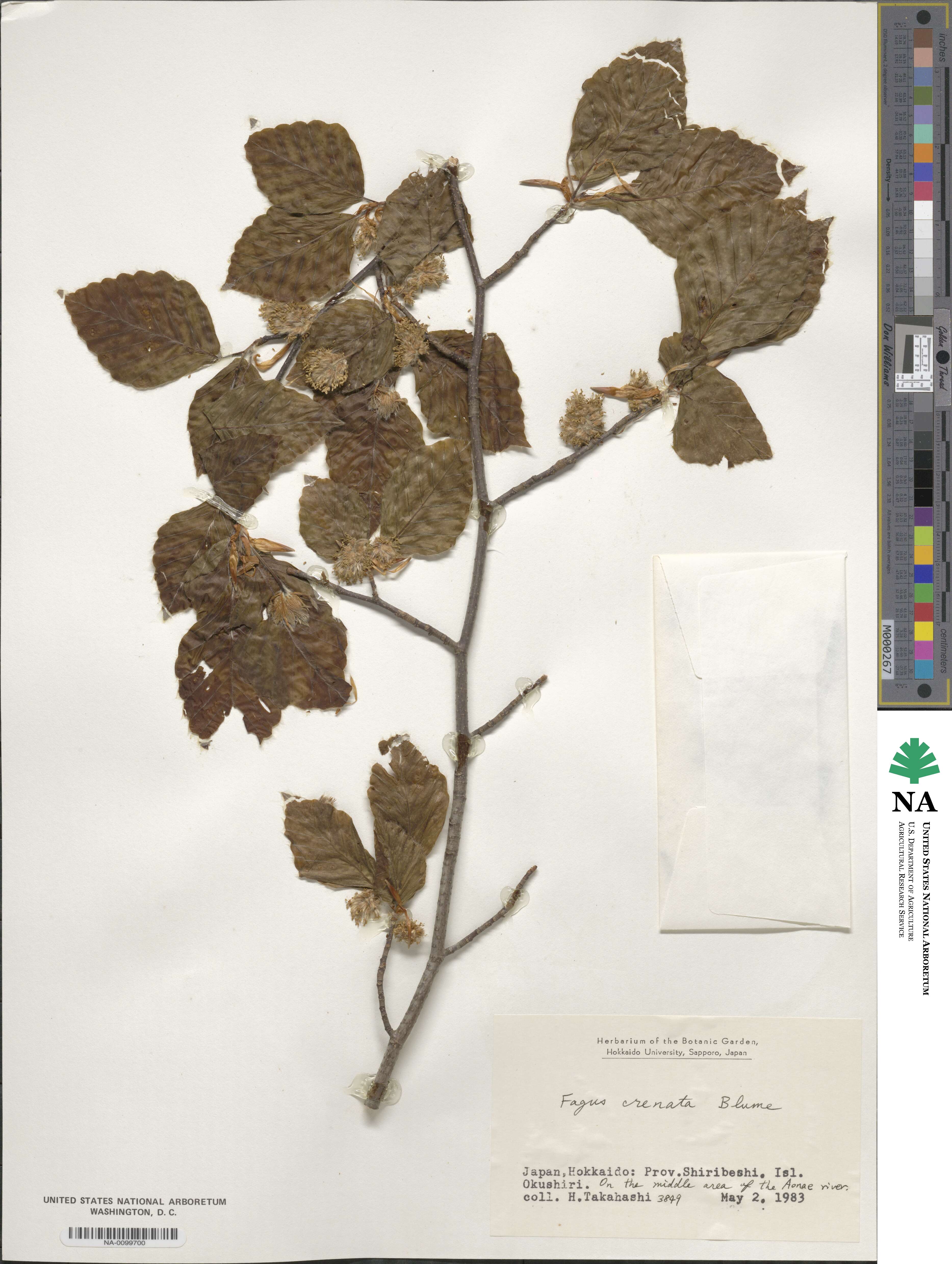 Fagus crenata image