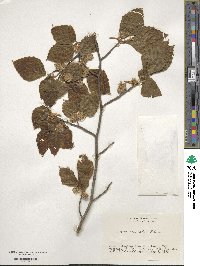 Fagus crenata image