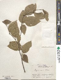 Fagus crenata image