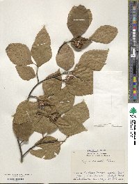 Fagus crenata image