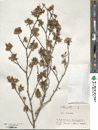 Fagus crenata image