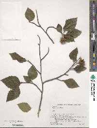 Fagus crenata image