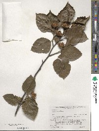 Fagus crenata image