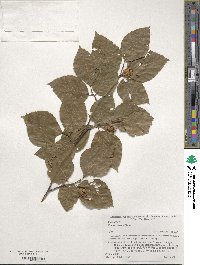 Fagus crenata image