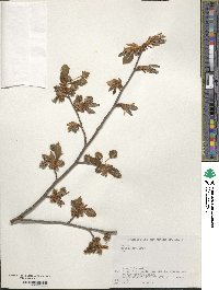 Fagus crenata image