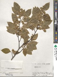 Fagus crenata image