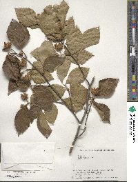 Fagus crenata image