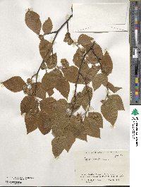 Fagus crenata image