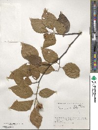 Fagus crenata image