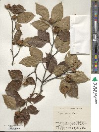 Fagus crenata image