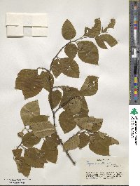 Fagus crenata image